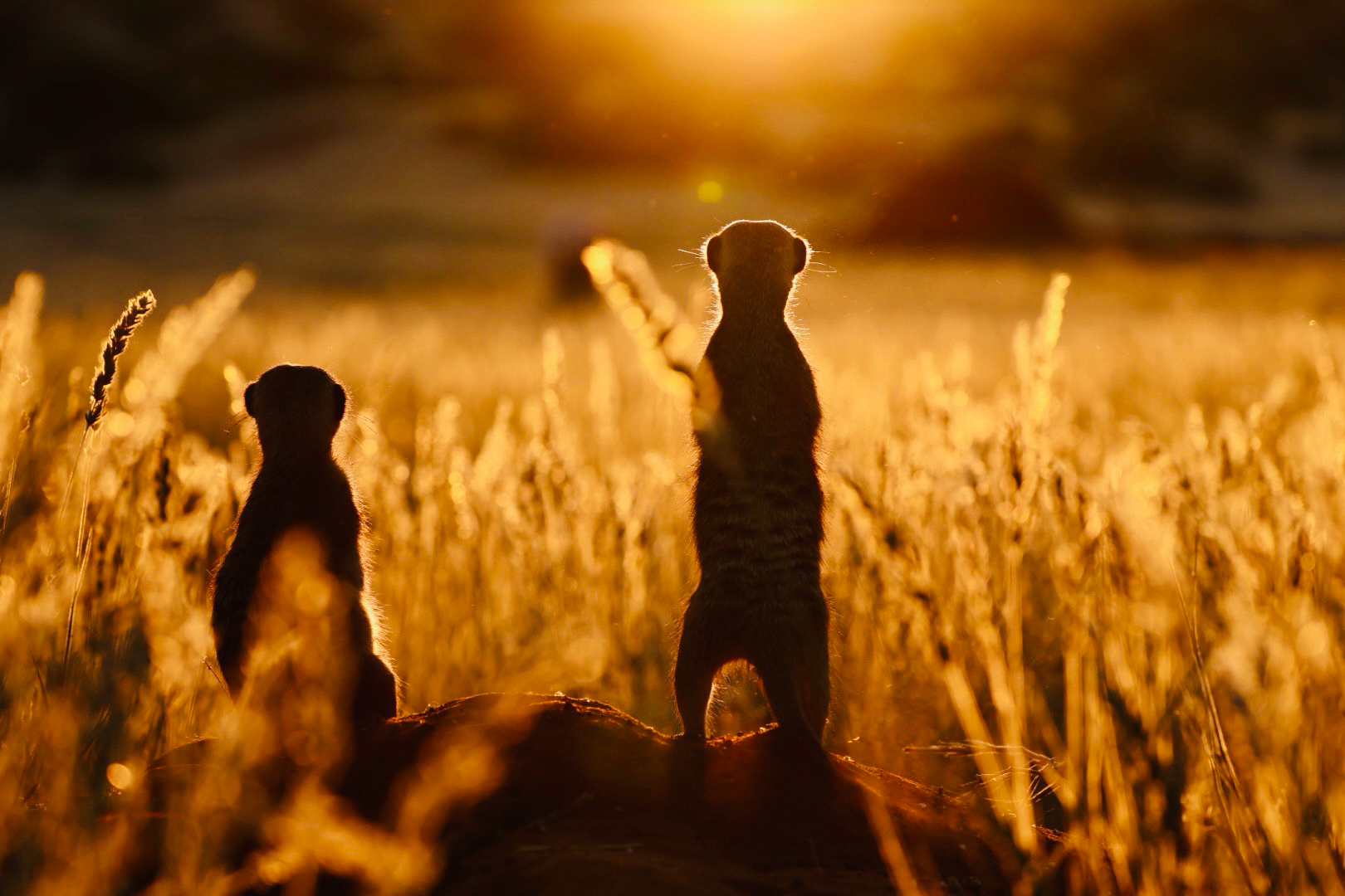 Divja čudesa Afrike na Viasat Nature.